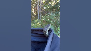 Coastal Carpet Python from Coolum #python #australia #reptiles #snakevideo #snakecatcher #snake #qld