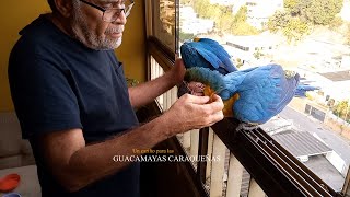 Guacamayas Caraqueñas A veces necesitan mucho cariño