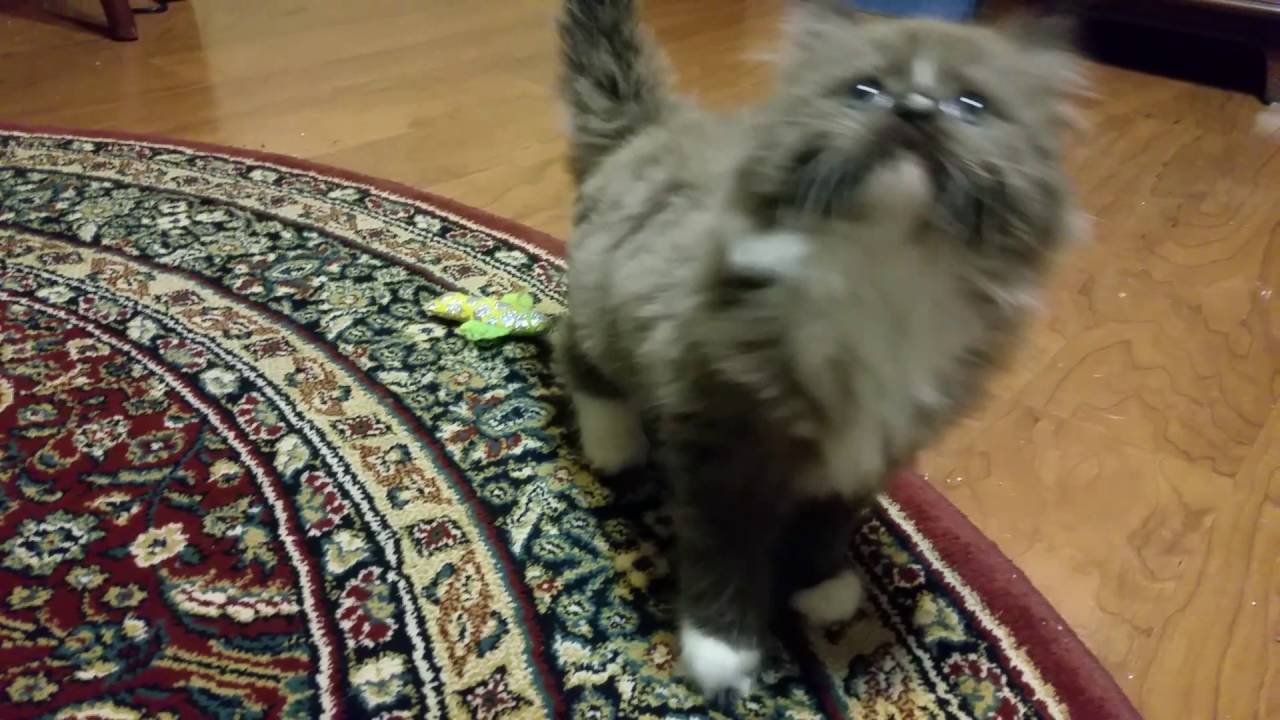 Sable tuxedo male RagaMuffin kitten - YouTube