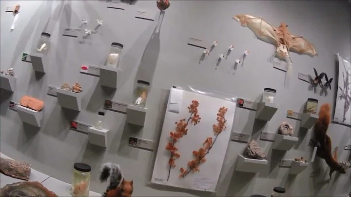 Natural History Museum at KU 4