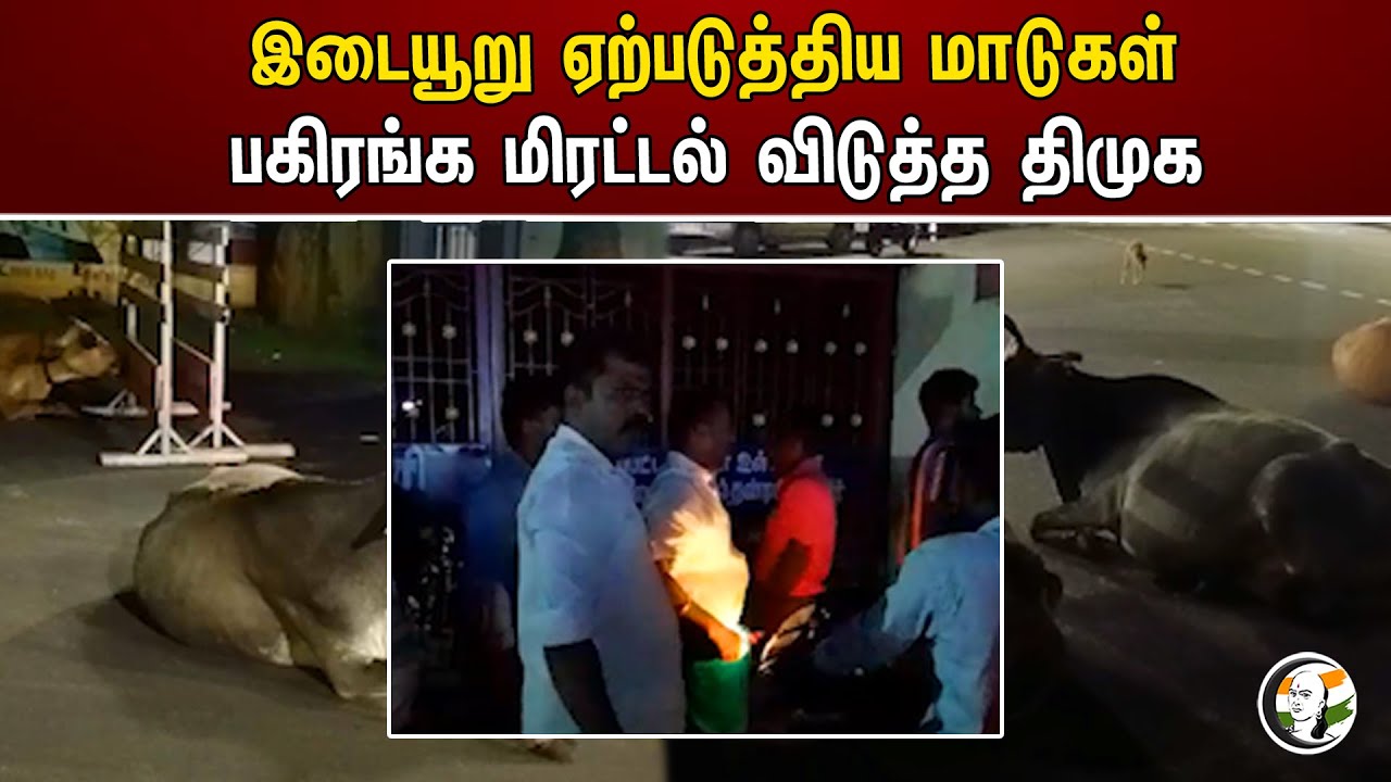 இடையூறு ஏற்படுத்திய மாடுகள் பகிரங்க மிரட்டல் விடுத்த திமுக | Disruptive cows | DMK