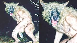 A Dogman Was Watching His Cabin Every Night. He Finally Got Proof of That
