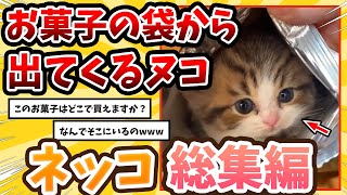 【2ch動物スレ総集編】お菓子の袋に入ってたネッコさん→反応が可愛すぎるwww/ネッコ300選