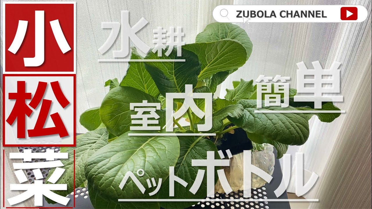 小松菜の水耕栽培に挑戦！100均とペットボトルで室内菜園。 - YouTube