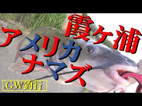 霞ヶ浦 豚レバーでアメリカナマズ釣り Let S Catch American Catfish Using A Pig Lever At Kasumigaura Youtube
