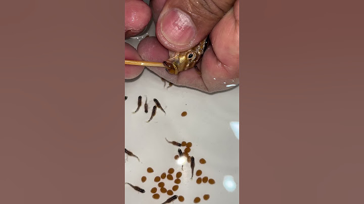 Auratus cichlid fish giving birth 😍🐳👍🙏 #fish #aquariumfish
