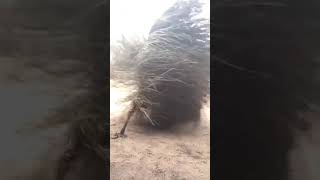 African Crazy Broom Dance || caparan senegal kumbo