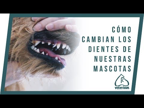 Video: Cómo Cambian Los Dientes En Los Perros