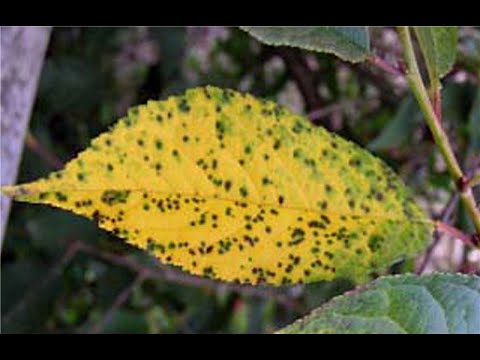 Видео: Лечение пятен на листьях вишни - Причины появления пятен на листьях вишни