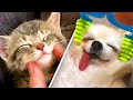 Adorable Animal Massage 🐱🐶 So Cute it will Melt your Heart! Aww!