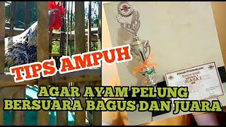 HOW TO MAKE YOUR PELUNG CHICKEN SOUND NICE AND MELODISH