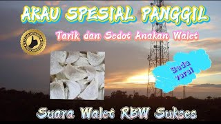 AKAU SPESIAL PANGGIL, TARIK DAN SEDOT ANAKAN WALET || Suara Walet RBW Sukses || Tarik || Sedot