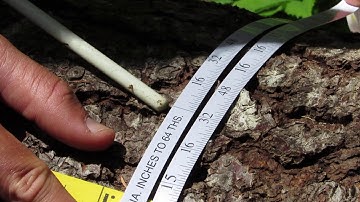 Use of diameter tape to measure tree diameter