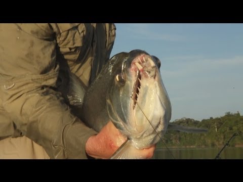 Amazone (Bande-annonce) - Mordu de la Pêche avec Cyril Chauquet