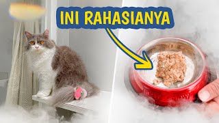 Tips Pake Makanan Kucing MURAH TAPI KUCING GEMBUL