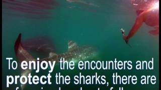 Whale Shark Interaction Rules   AVI