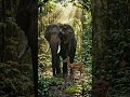 HERO ELEPHANT RESCUES CHILD IN HEART-STOPPING ZOO DRAMA! 🐘