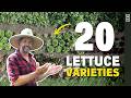 Which Lettuce Grows Best In Summer HEAT? We Tested 20 Varieties To Find Out!