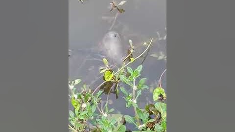 Quá trình lột xác của tôm càng xanh