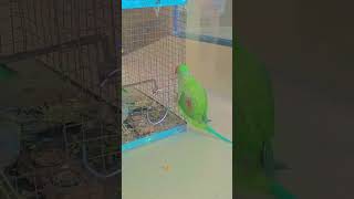 #parrot #nonstoptalkingparrot #talking #birds #azharparrot #talkingparot #cute #greenparrot
