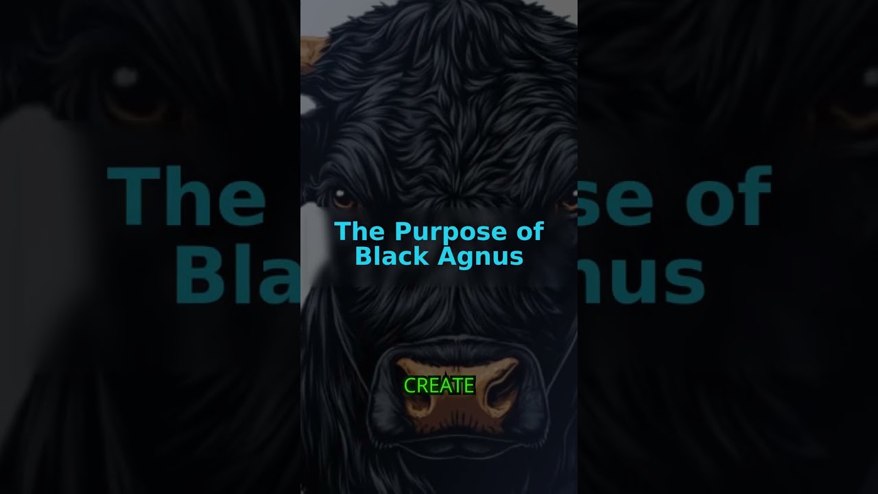 What is Black Agnus?