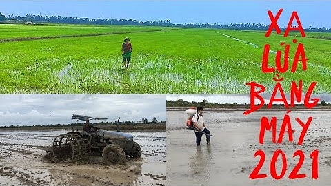 Quá Trình Xạ Lúa Miền Tây Quê Tôi