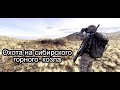 Охота на сибирского горного козла (тау-теке) 2022. Первый трофей. Короткий видеотчёт.