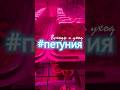 Петунии всходы на 4-й день. Мой уход