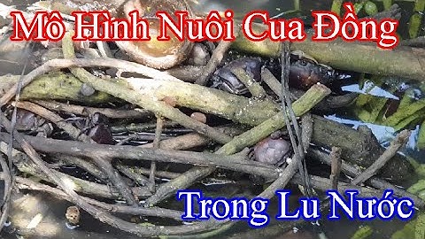 Nuôi Ốc Bươu Đen Kết Hợp Cua Đồng |Gốc Cù Lao|