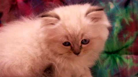 Video 909541: lynx point himalayan, persian kitten adoption, lynx point male, himalayan doll, beautiful lynx, dolls cattery