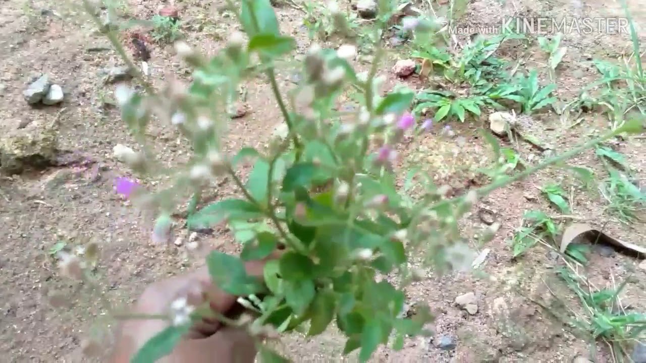 Poovamkurunnila // medicinal plant// Little Iron weed #HG CHaNNEL - YouTube