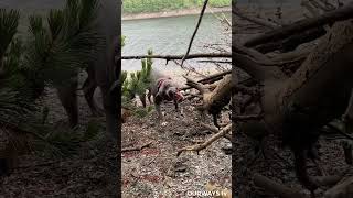 Staffordshire Bull Terrier Pulling And Chewing Very Strong