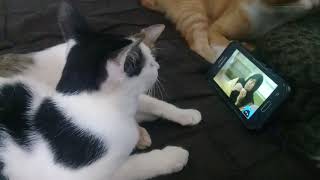 Kucing lagi nonton mak beti...