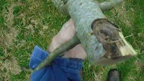 Corrective pruning of cider apple trees after broken branches
