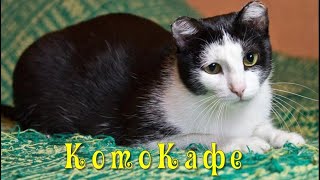 КотоКафе. «Котиньки, КАРАУЛ, наша мать связалась с плохой компанией!» - подняла панику Шунечка