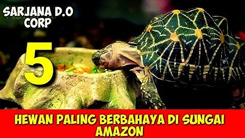 INILAH 5 HEWAN BERBAHAYA YANG ADA DI SUNGAI AMAZON / 5 DANGEROUS ANIMALS IN THE AMAZON RIVER