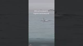 Акула в Египте.Цены в Турции.Отдых на Черном море Вилла Лирань. #shotrs #video #отдых #акула #египет