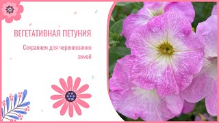 Вегетативная петуния. Показываю, как сохранить вегетативные петунии для черенкования зимой.
