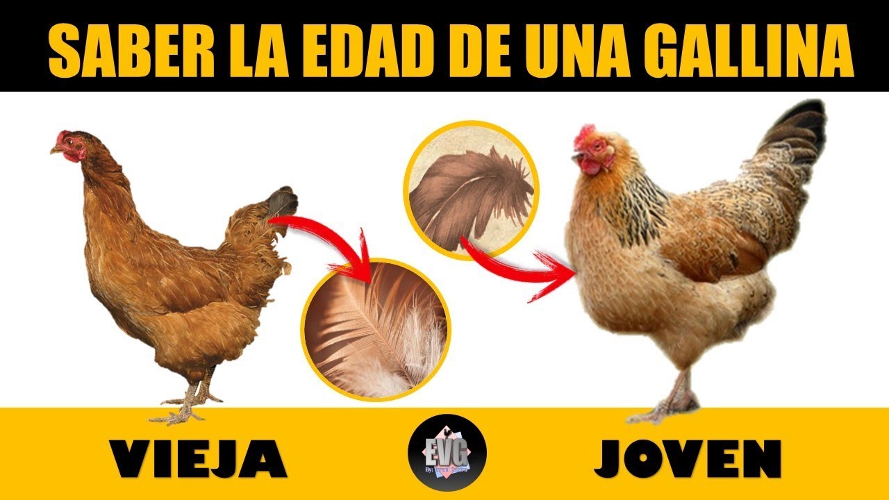 Como saber que gallina pone y cual no