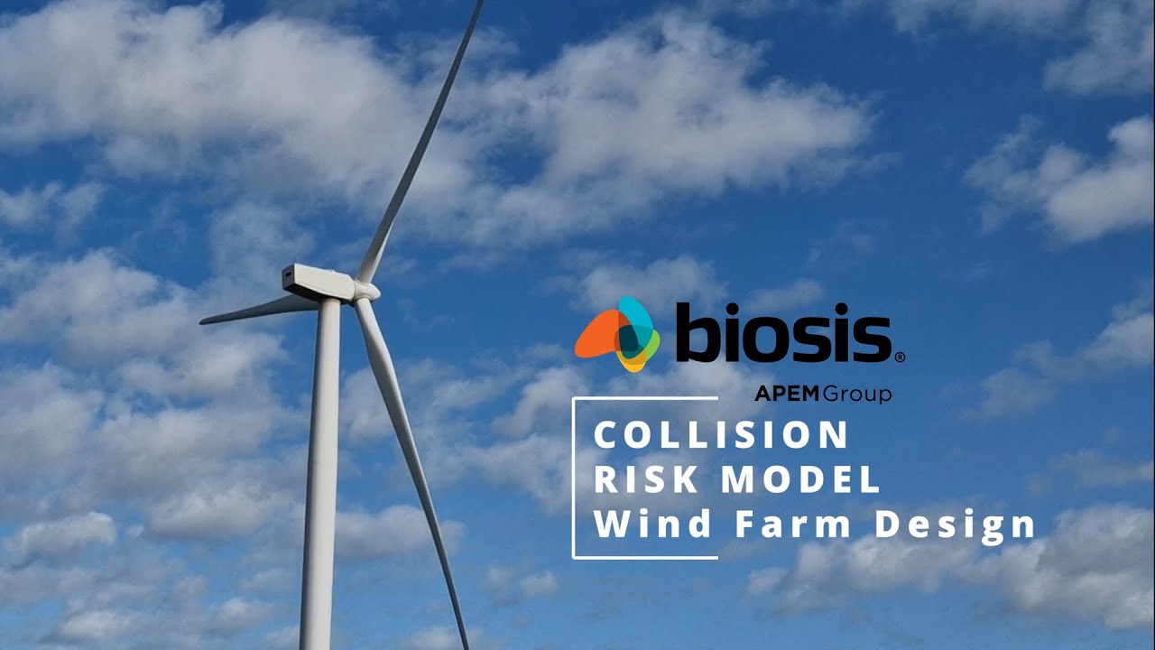 How does the Biosis Collision Risk Model inform wind farm design in ...
