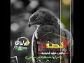 الصقرماتلعب عليه الحمامه