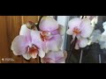 Обзор орхидей 2  апреля 2020 АШАН  Воронеж