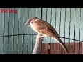Kicauan Burung Gereja untuk Masteran Burung