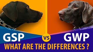 GWP Vs. GSP: Which One is Better? Breed History and Differences