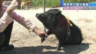 「お手」をするブタが大人気　鳥取の農園（12/05/20）