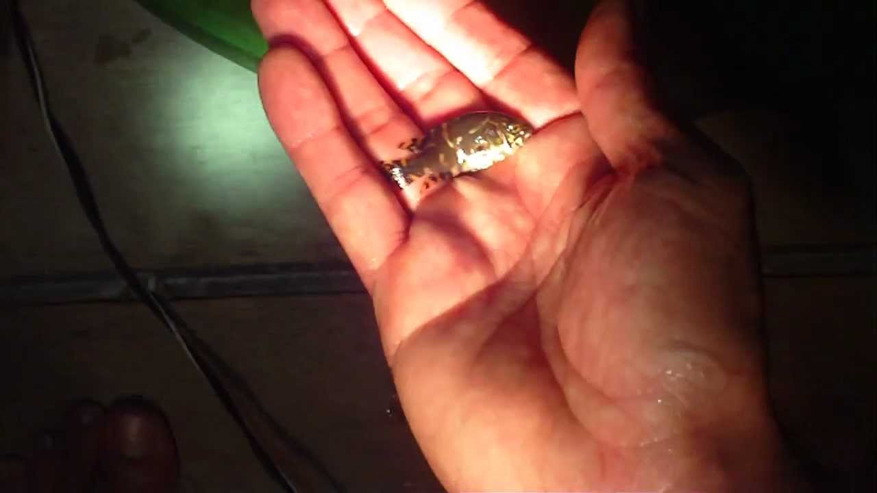 showroom job Child removed from Oscar