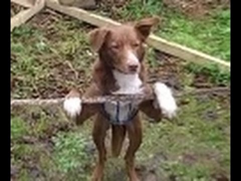 Amazing Acrobatic, Rope balancing Dog