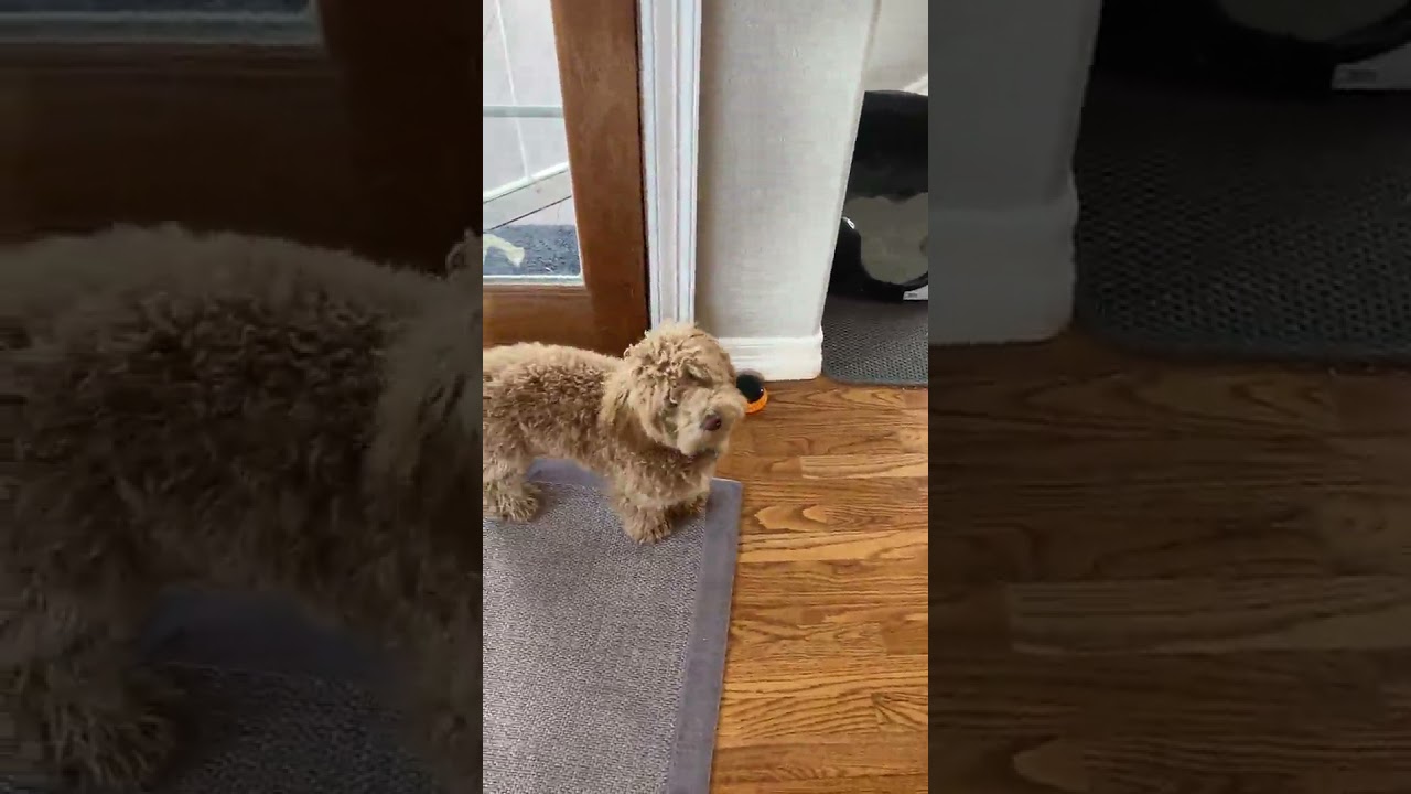 Learning Resources Recordable Answer Buzzers, Personalized Sound Buzzers, Talking  Product Review