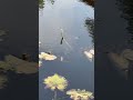 Turtle!
