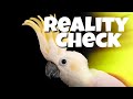 Warning! The Truth About Cockatoos